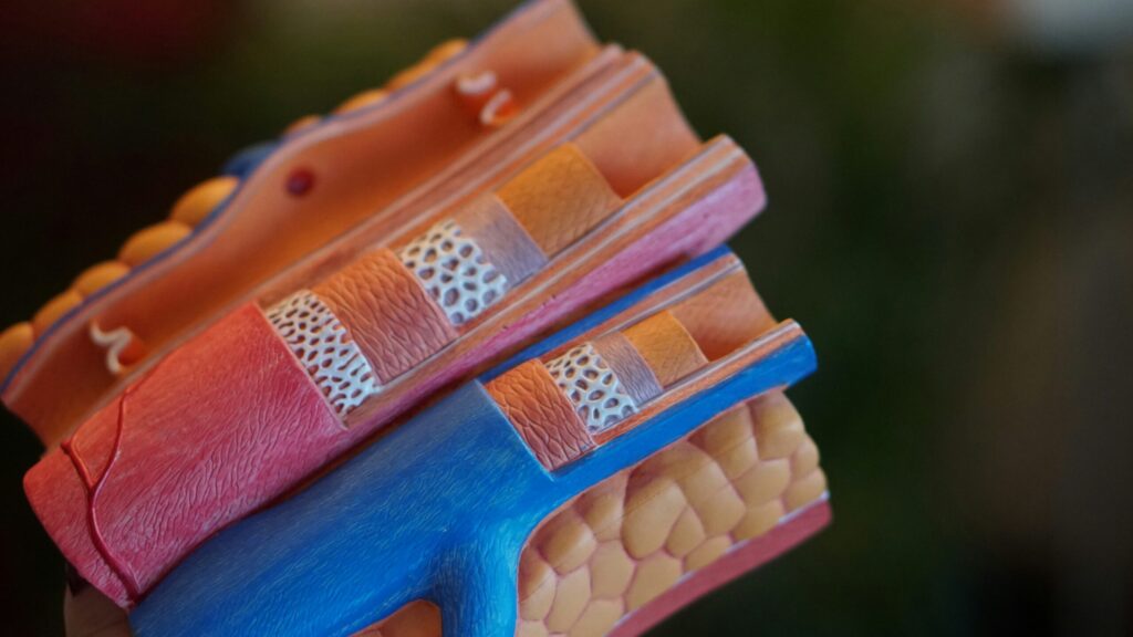 a model of veins and arteries