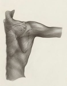 the internal anatomy of a frozen shoulder