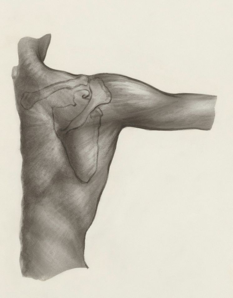 the internal anatomy of a frozen shoulder